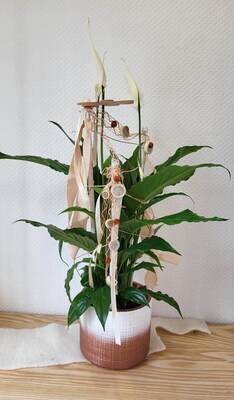 Spathiphyllum décoré