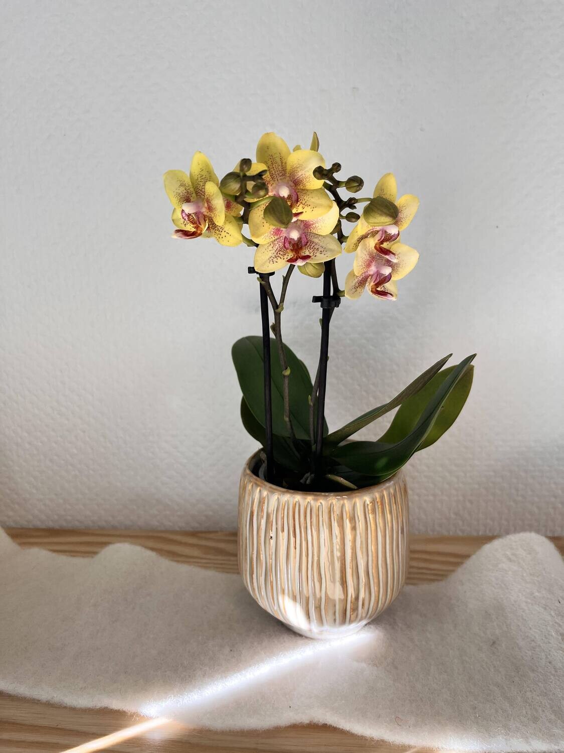 Midi orchidée jaune avec son cache pot