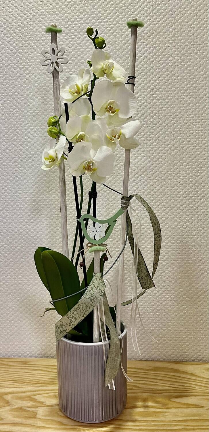Orchidée blanche décorée