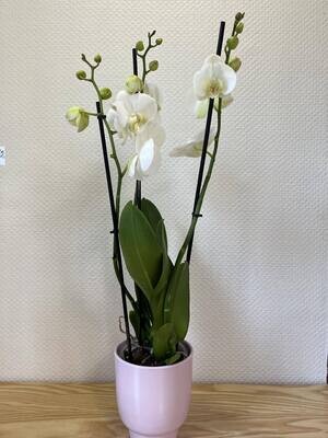 Orchidée blanche avec son cache pot