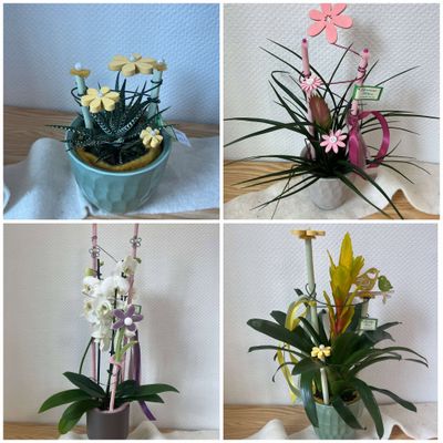 Plantes décorées