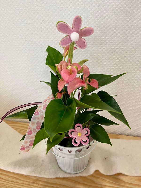 Anthurium rose  décoré