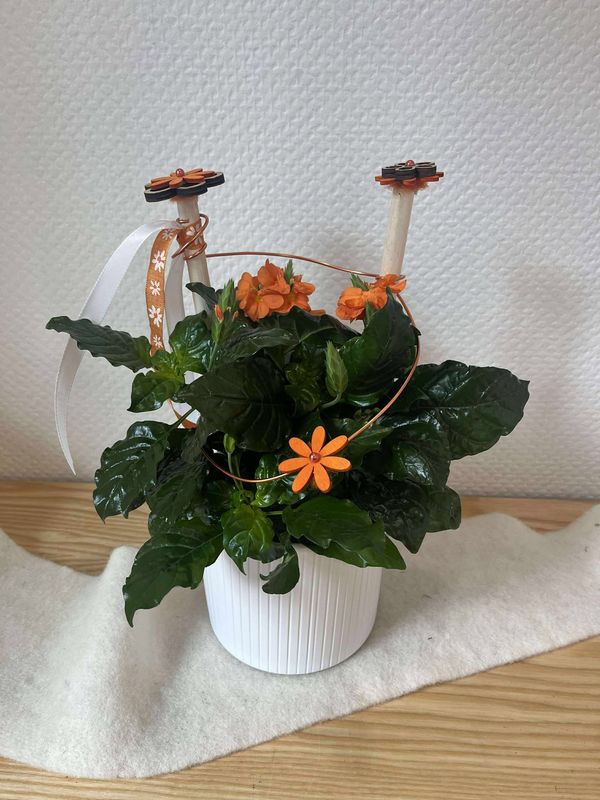 Crossandra décoré