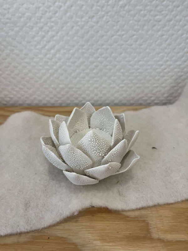 Nénuphar blanc