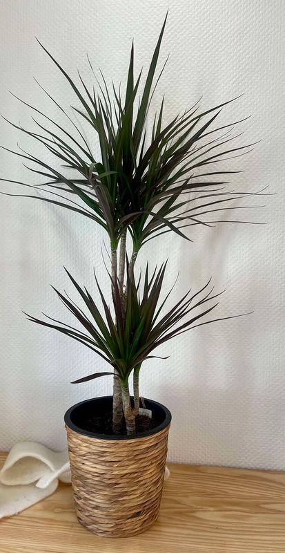 Dracaena avec son cache pot