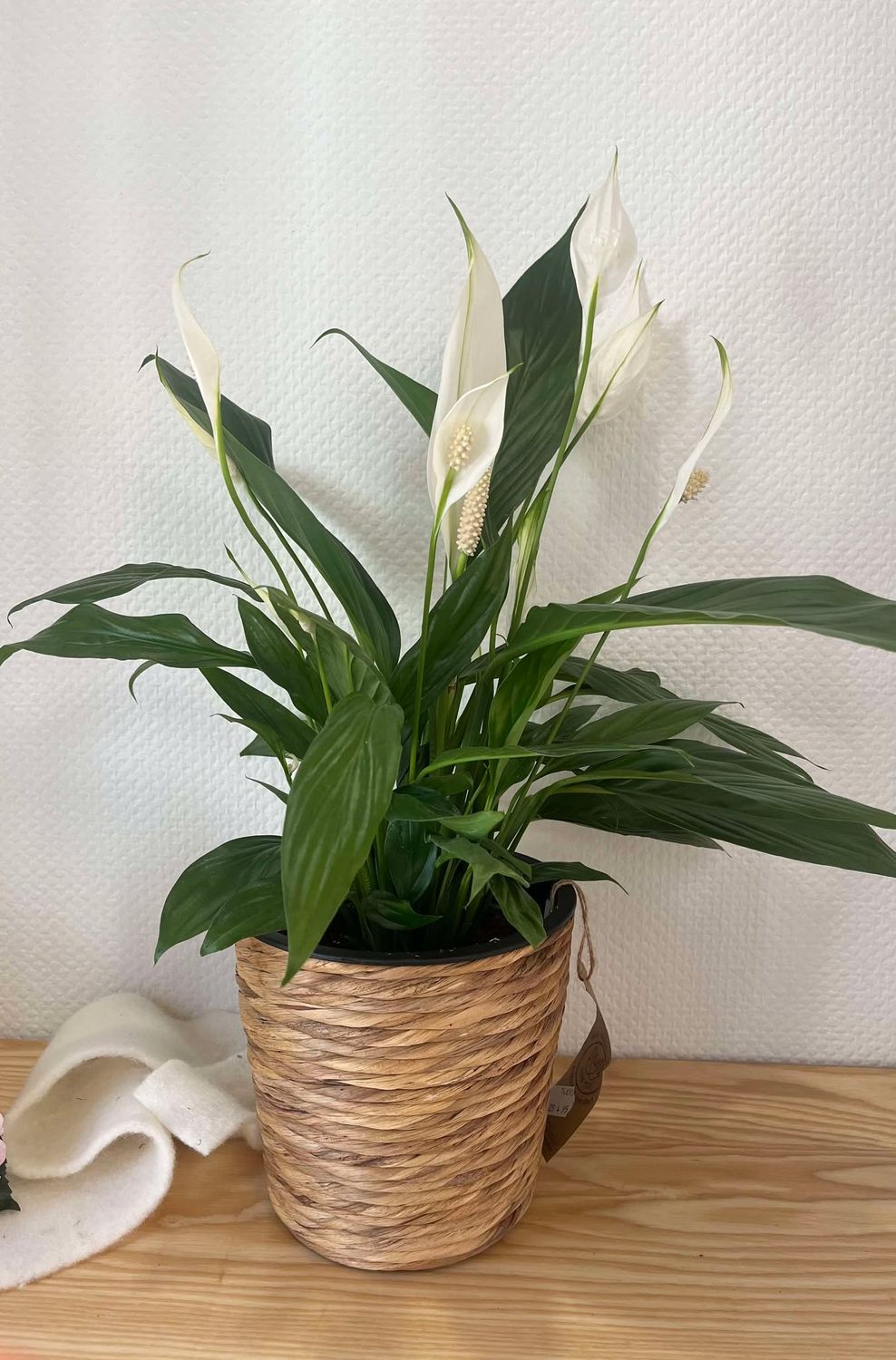 Spatiphyllum avec son cachet pot