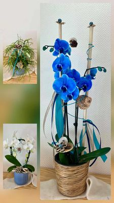 Plantes décorées