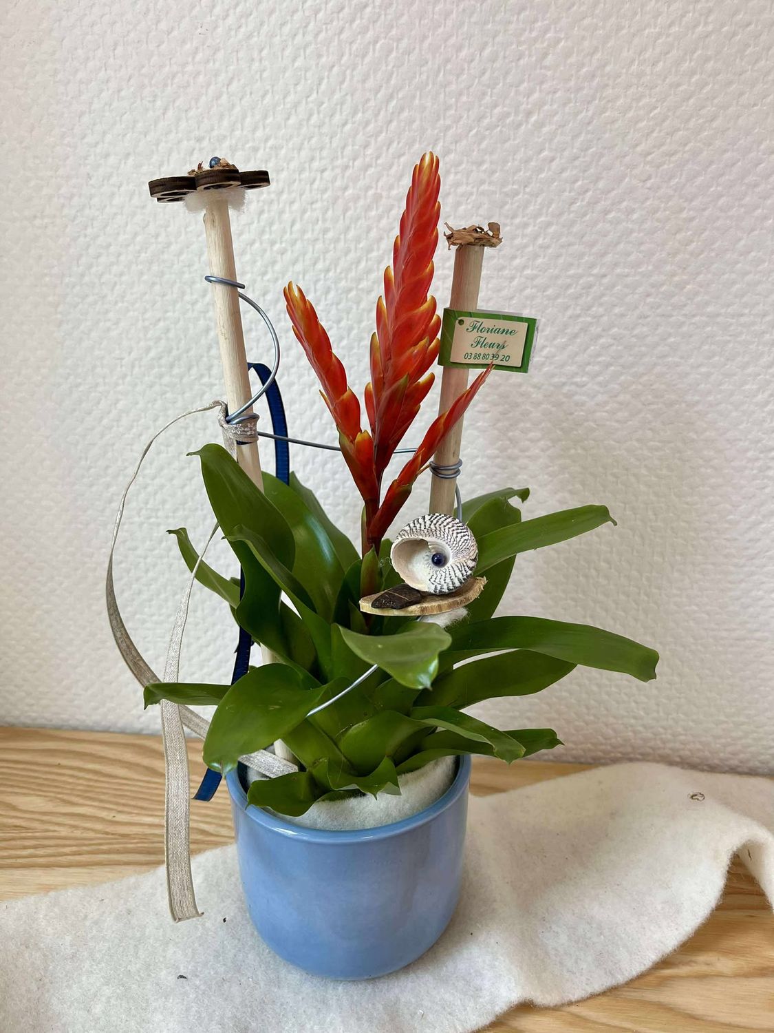 Vriesea décoré