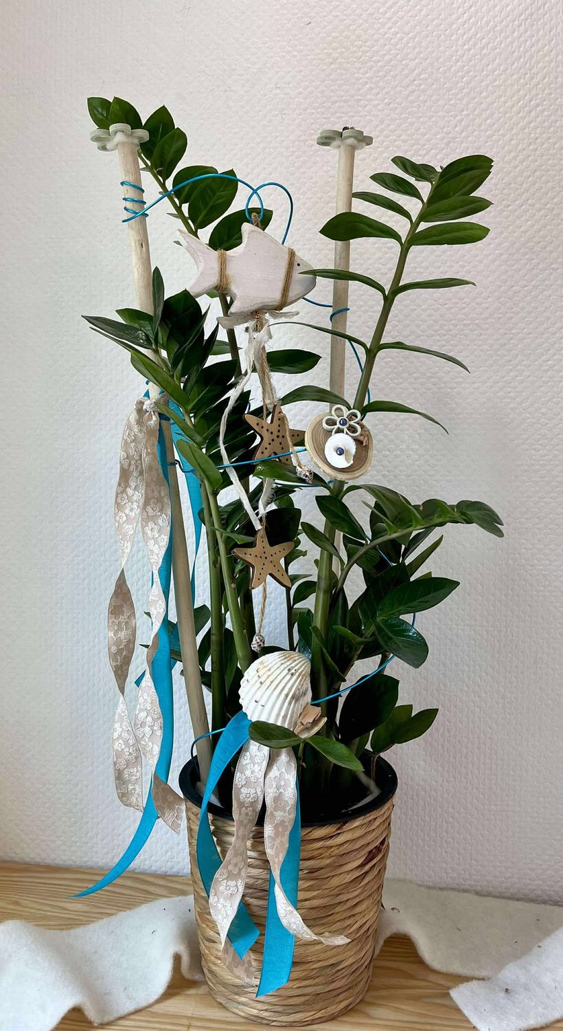 Zamioculcas décoré