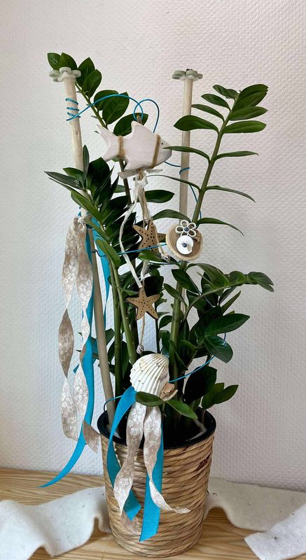 Zamioculcas décoré