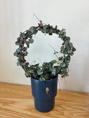 Plantes vertes et fleuries