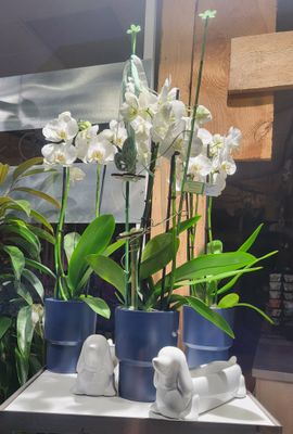 Plantes décorées