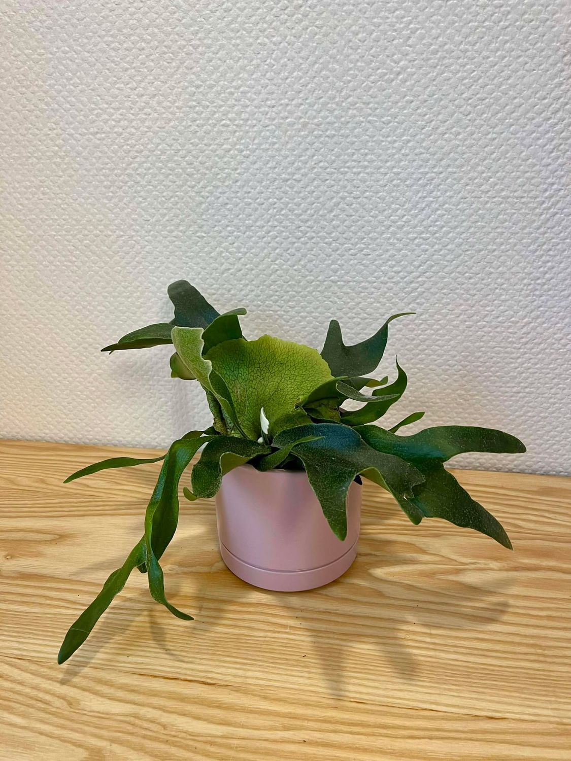 Platycerium avec son cache pot