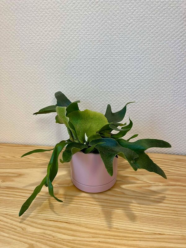 Platycerium avec son cache pot