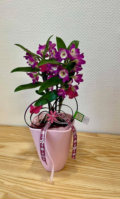 Dendrobium violet décoré