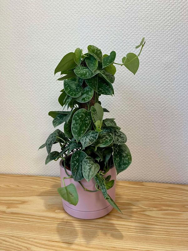 Philodendron avec son cache pot
