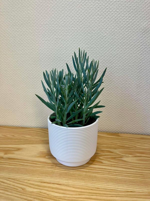 Senecio avec son cache pot