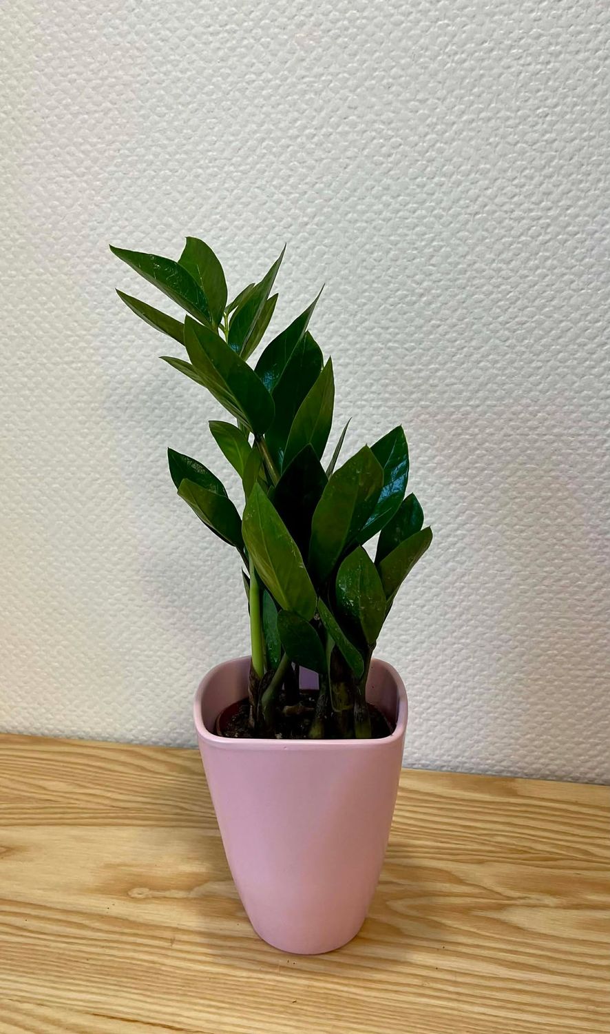 Zamioculcas avec son cache pot