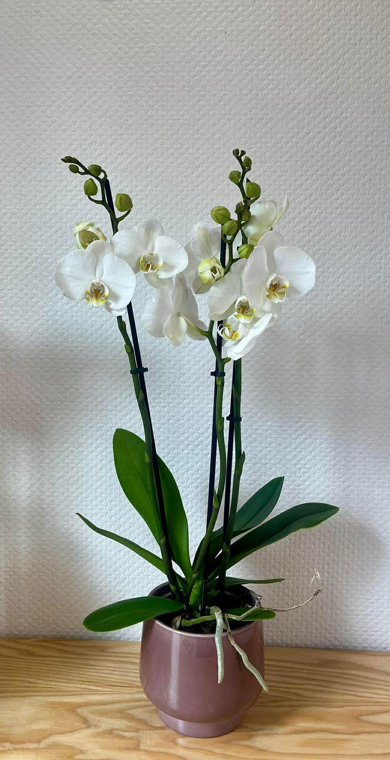 Orchidée blanche avec son cache pot