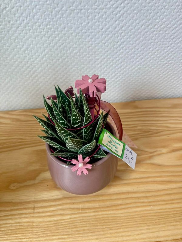 Haworthia rose décoré
