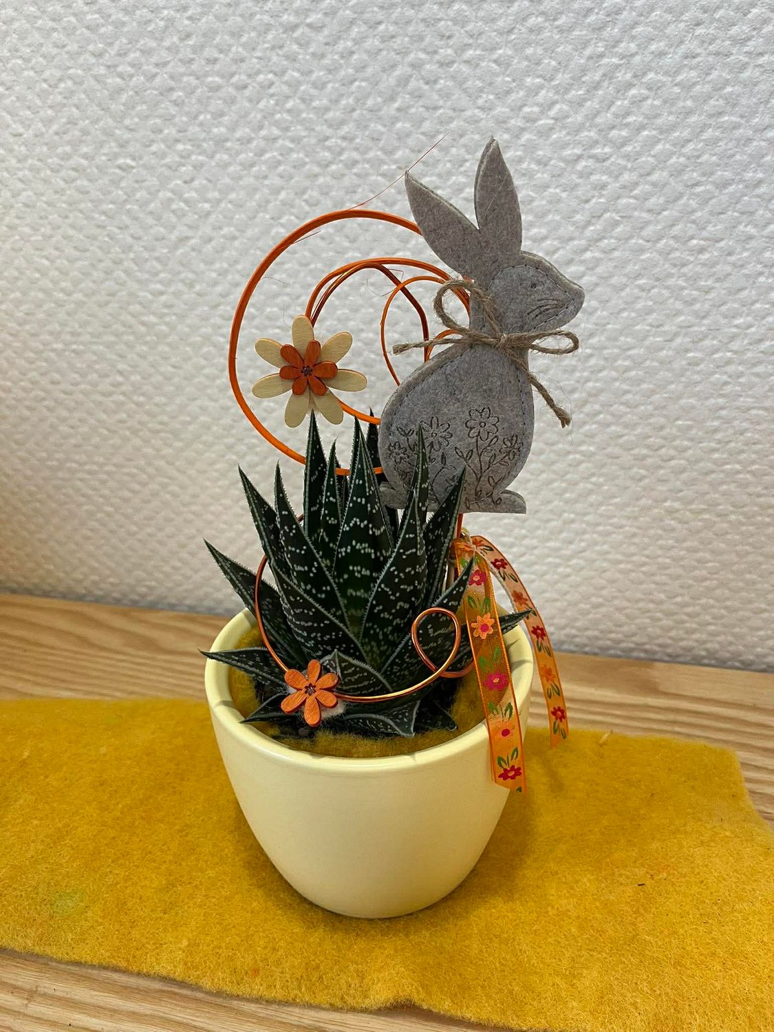 Haworthia décoré