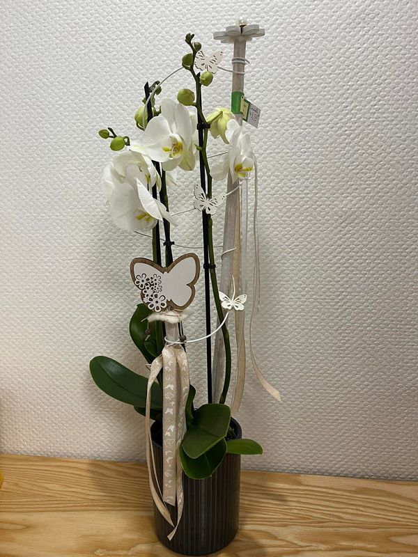 Orchidée blanche décorée