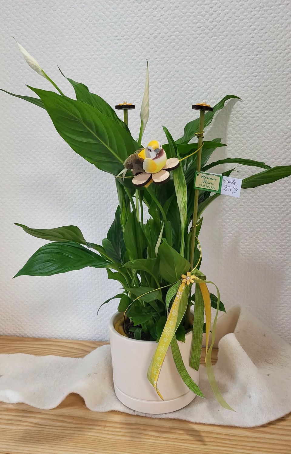 Spatiphyllum blanc décoré crème/jaune
