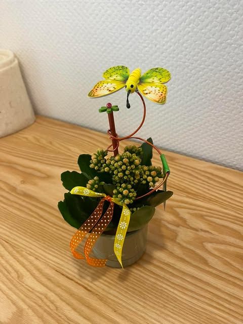 Mini kalenchoé  décoré