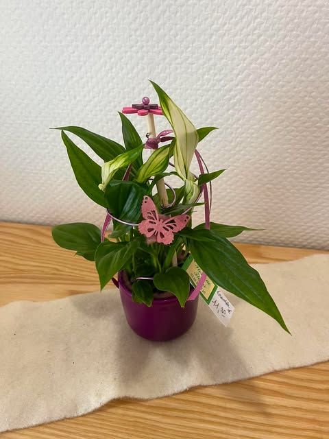Mini Spatiphyllum décoré