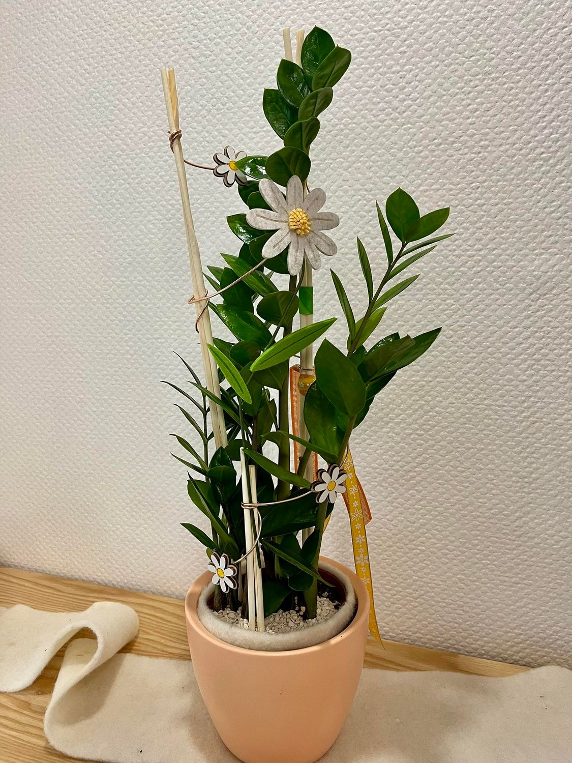 Zamioculcas décoré