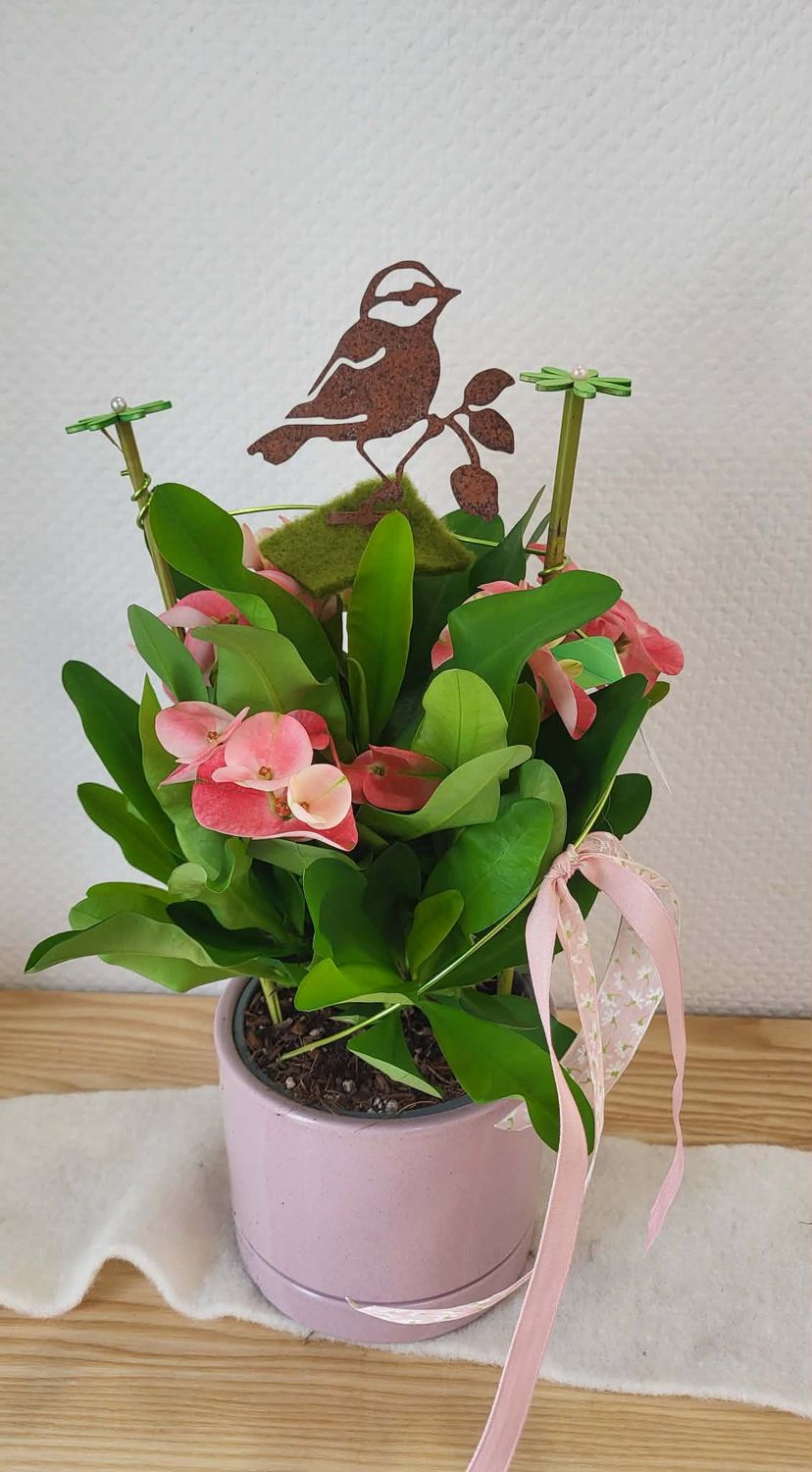 Euphorbia rose décoré
