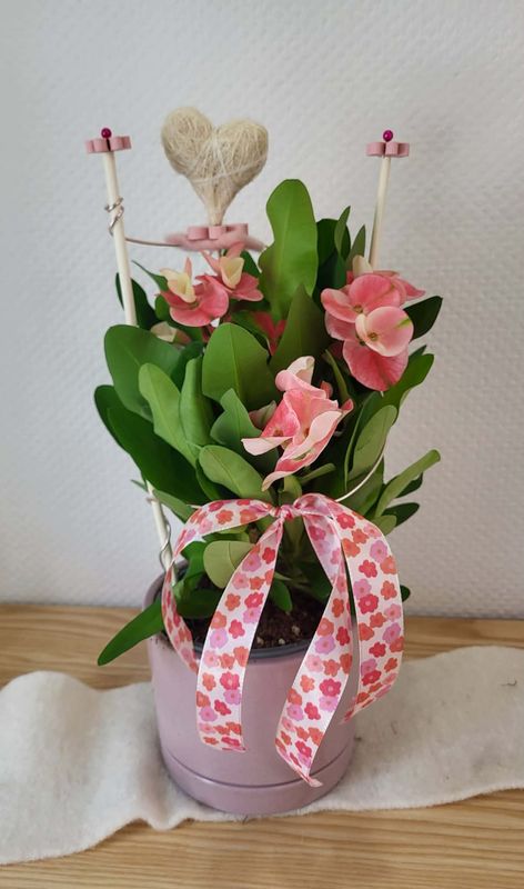 Euphorbia rose décoré cœur