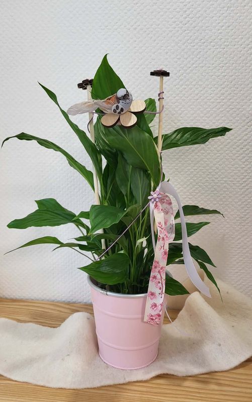 Spatiphyllum blanc décoré rose