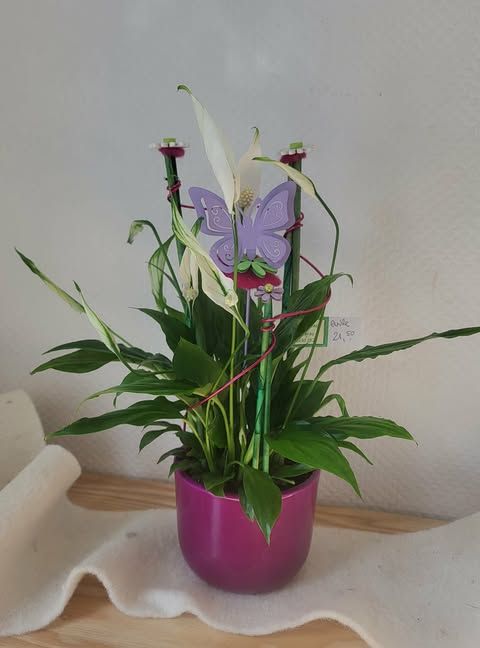 Spatiphyllum blanc petit modèle décoré