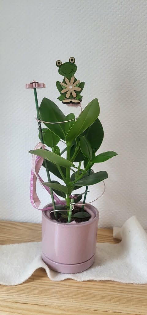 Clusea décoré