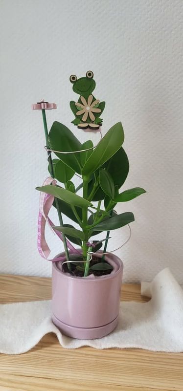 Clusea décoré