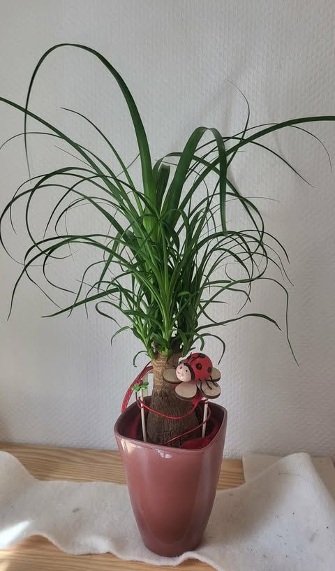 Beaucarnea décoré