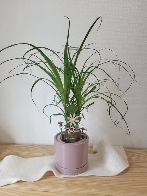 Beaucarnea décoré