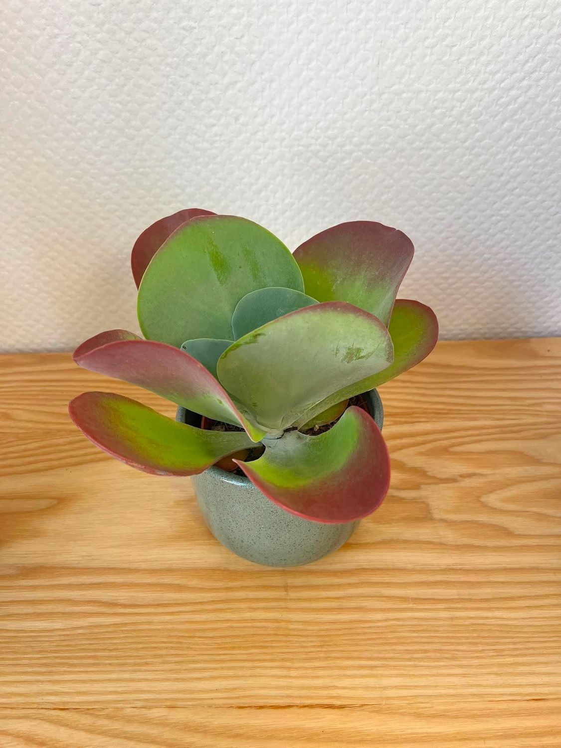Crassula avec son cache pot