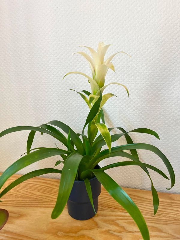 Guzmania blanc avec son cache pot