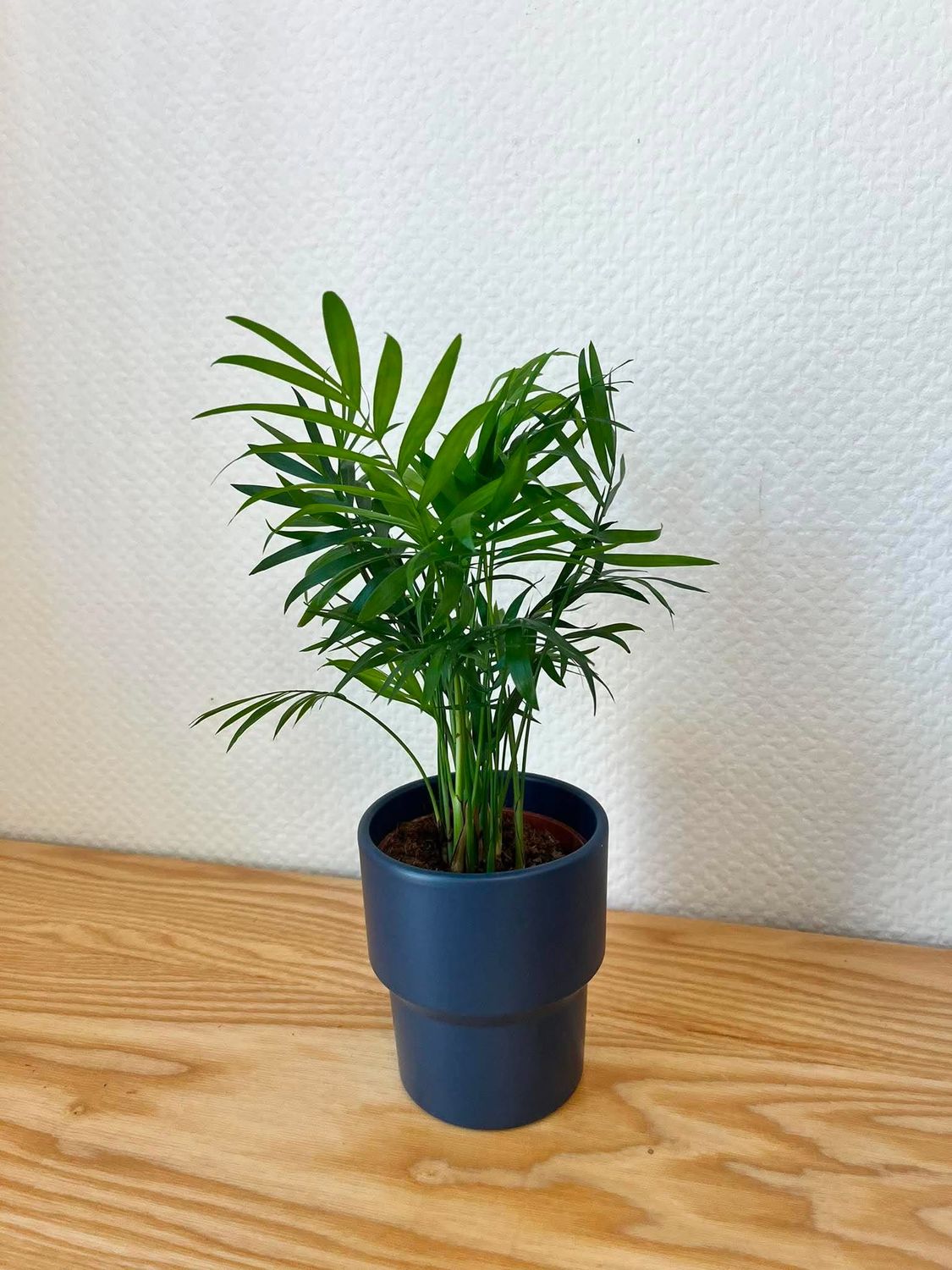 Mini chamaedorea avec son cache pot