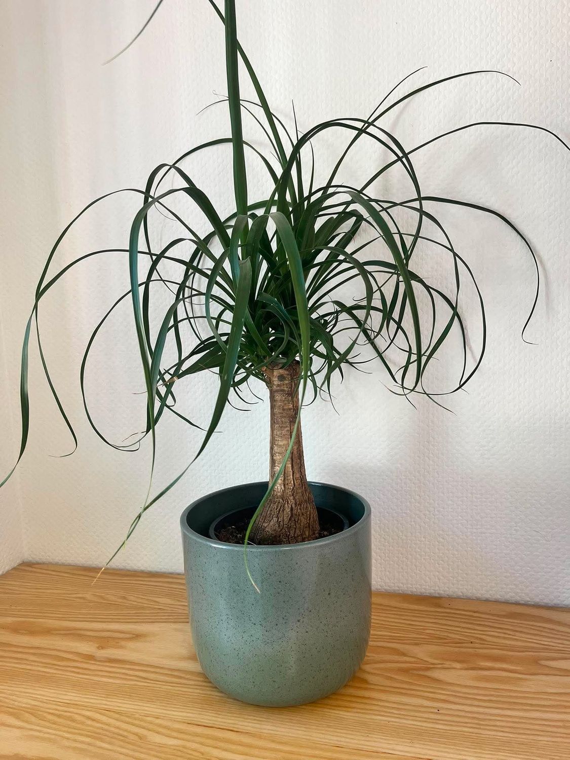 Beaucarnea avec son cache pot