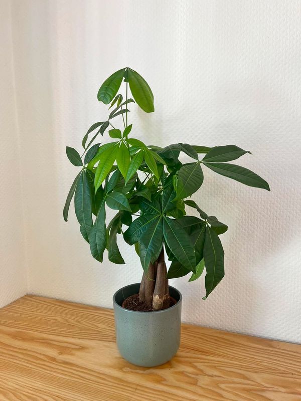 Pachira avec son cache pot