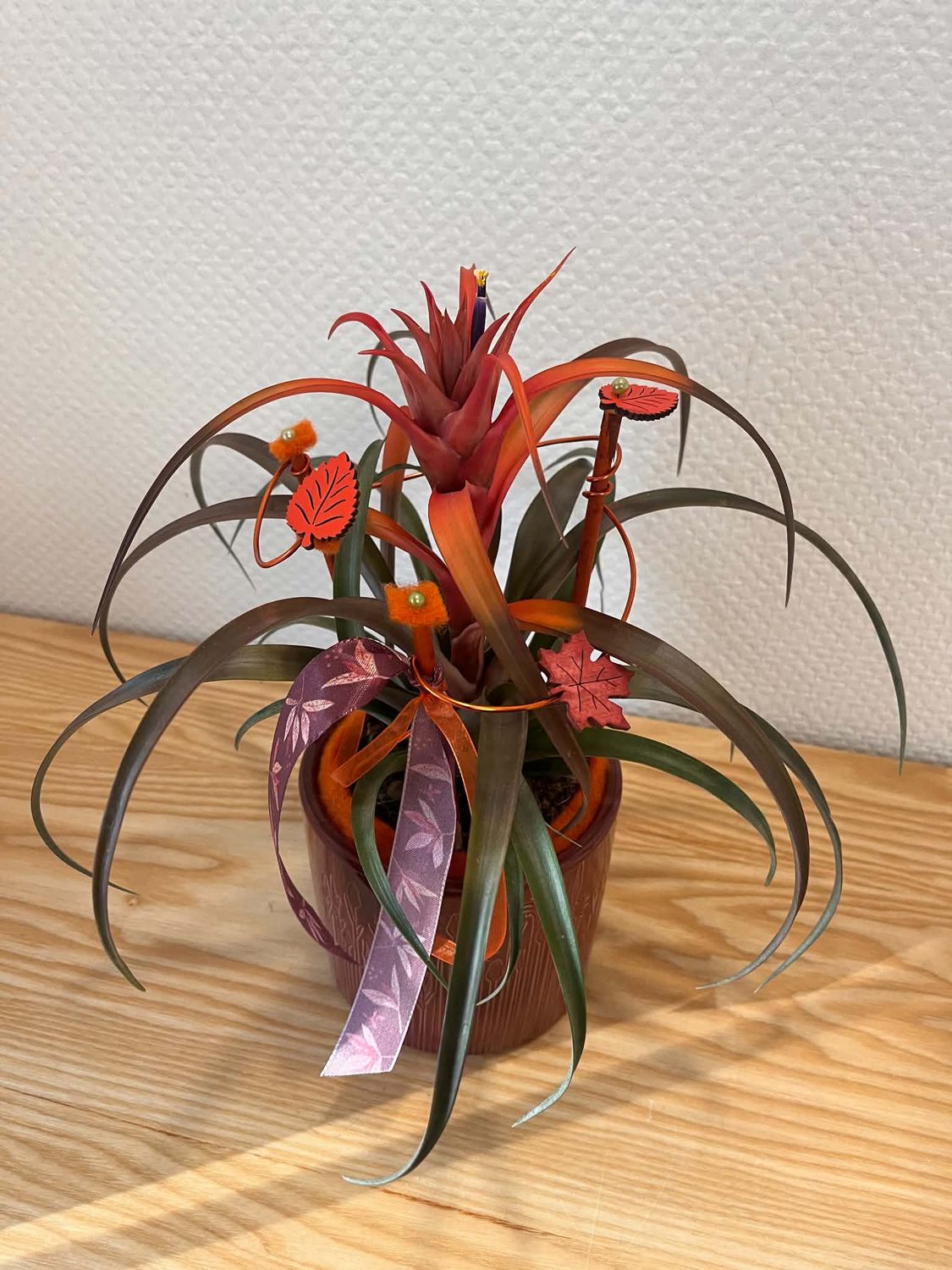 Tillandsia décoré