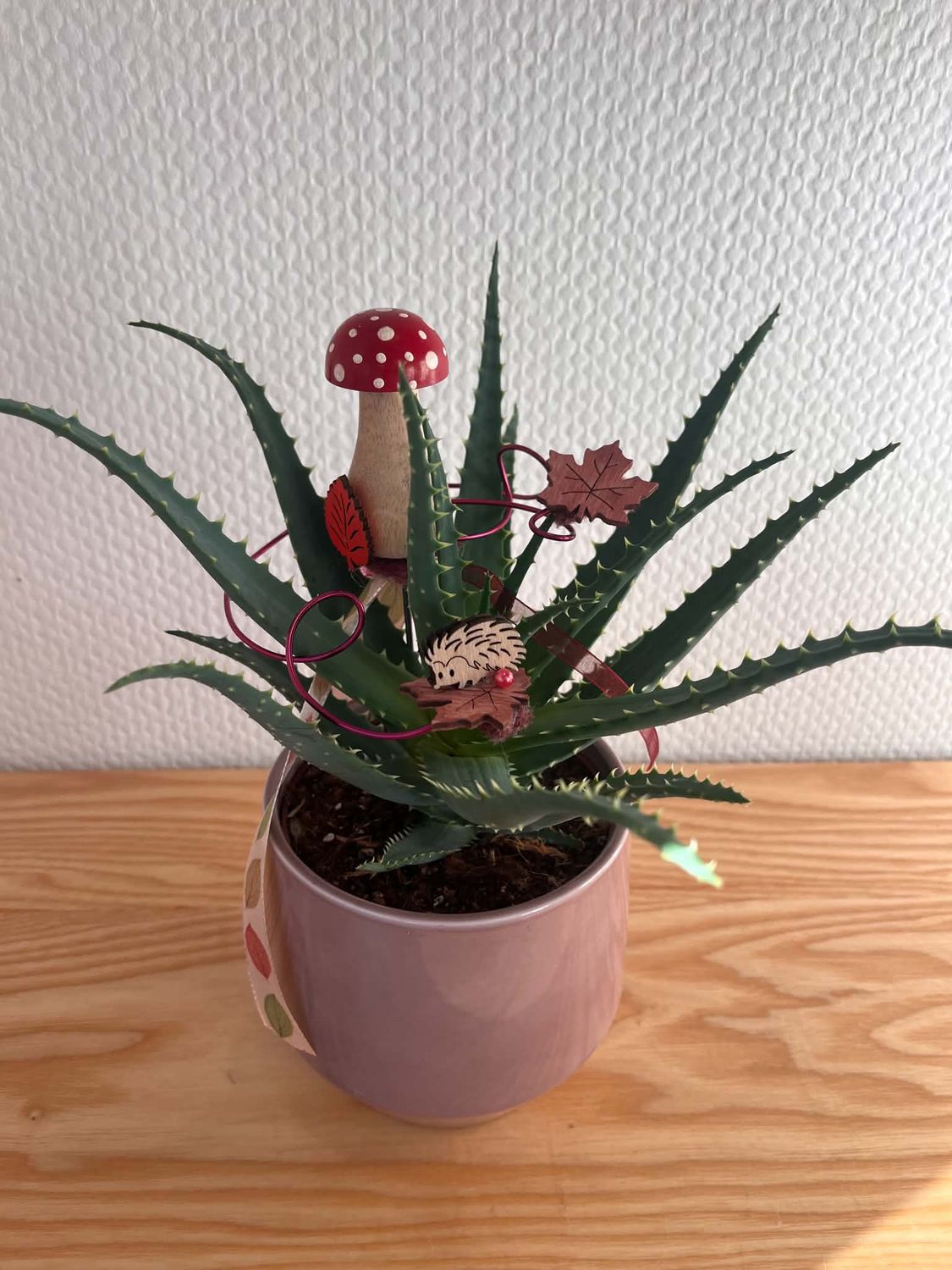Aloé décoré