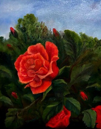 Red Rose Bush Red Rose Bush