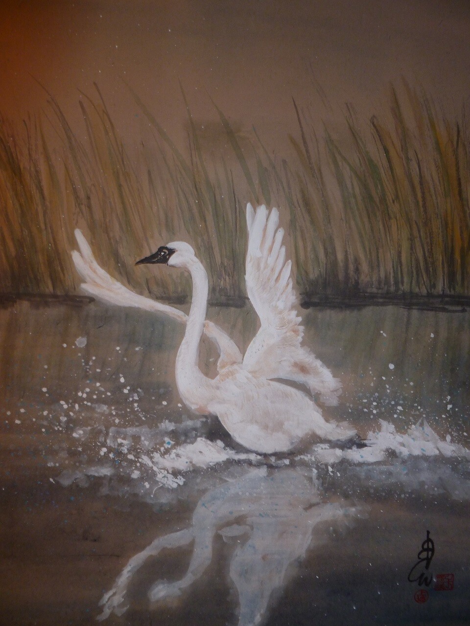 Landing Swan Landing Swan