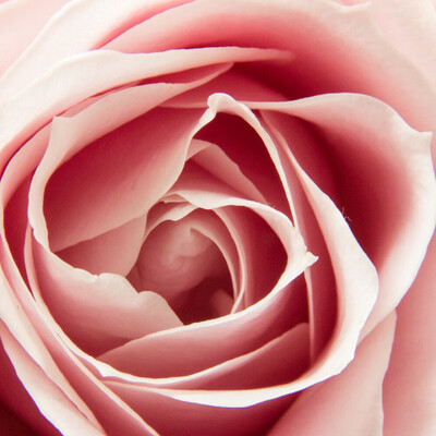 Soft Rose & Oudh
