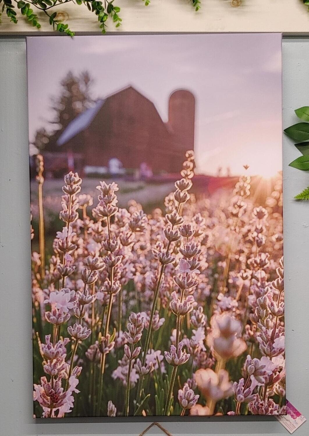 White Lavender Sunset