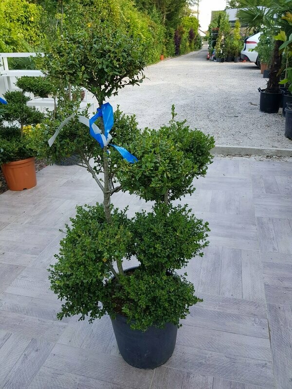Ilex crenata pompon 60/80 cm